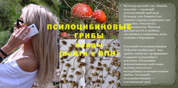 apvp Алзамай